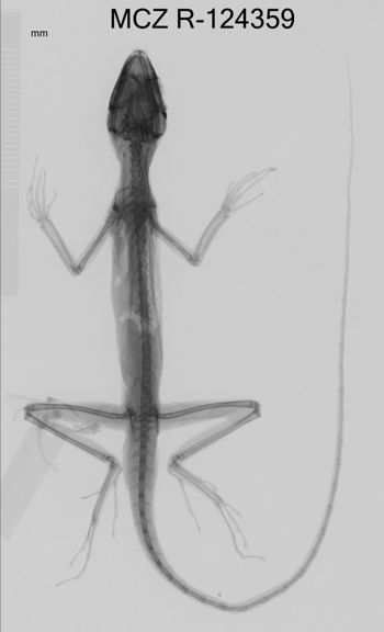 Media type: image;   Herpetology R-124359 Aspect: dorsoventral x-ray